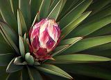 Yucca Bud_42238